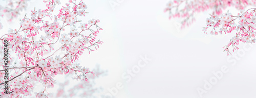 Pink white spring blossom of cherry on white background. Floral frame. Springtime nature background. Template or banner