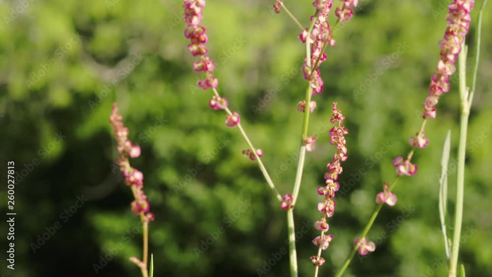 Red Sheep Sorrel, Rumex acetosella, waving in Texas breeze 4k Red Sheep Sorrel, Rumex acetosella, waving in Texas breeze 4k