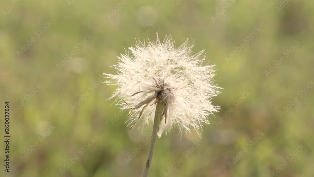 Texas Dandelion in warm afternoon sun, meadow scene 4k Texas Dandelion in warm afternoon sun, meadow scene 4k