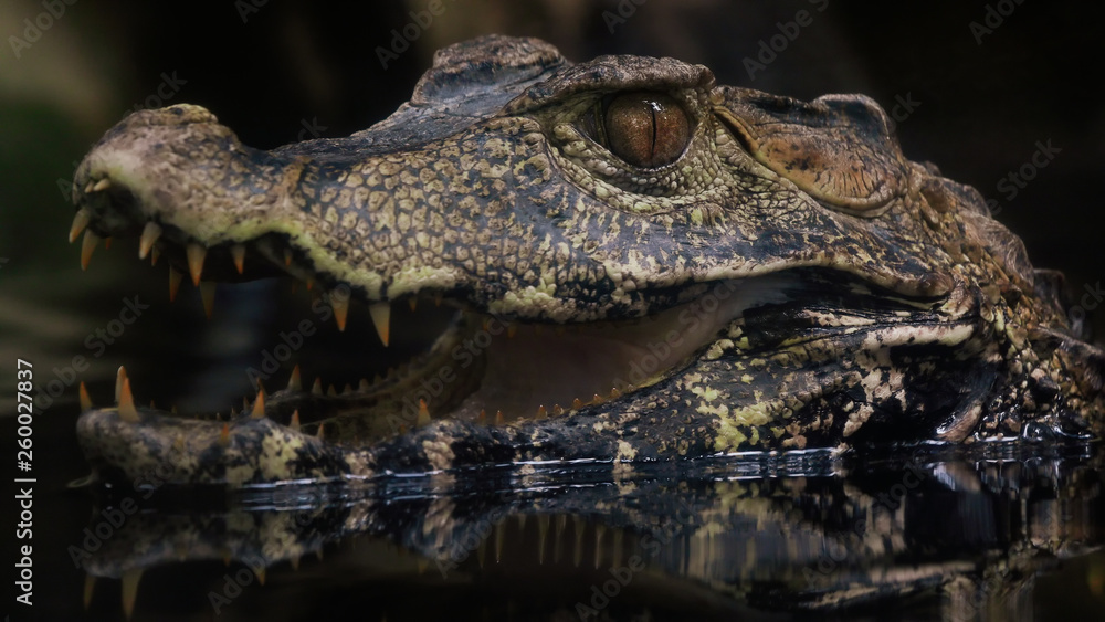 Obraz premium Croc