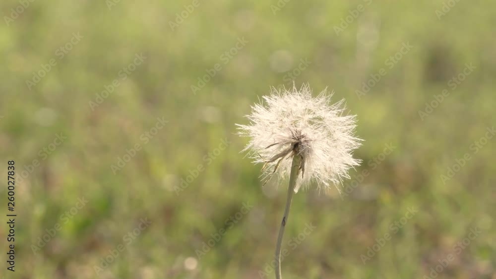California dandelion (Taraxacum californicum) seeds on stem, moving in the wind on warm summer afternoon California dandelion (Taraxacum californicum) seeds on stem, moving in the wind on warm summer afternoon