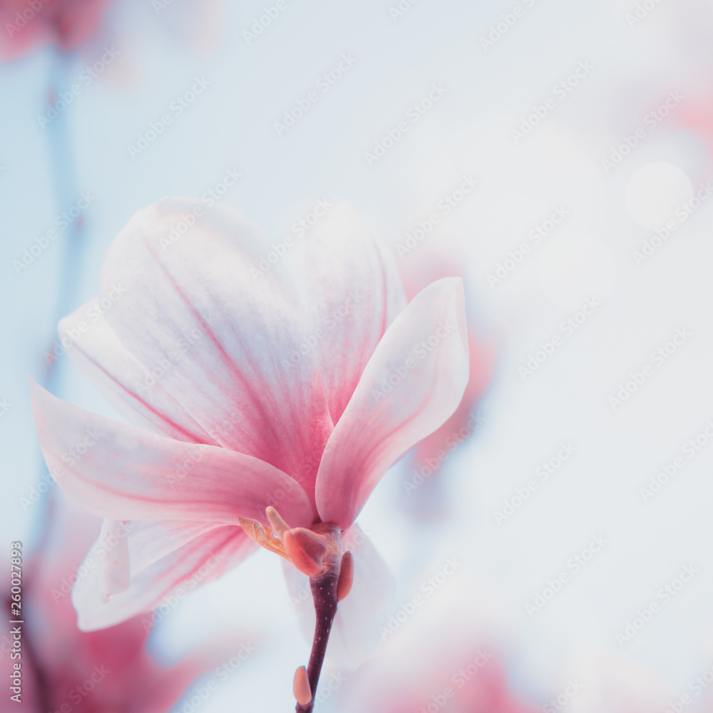 Close up of lovely magnolia bloom. Springtime blossom. Spring background Close up of lovely magnolia bloom. Springtime blossom. Spring background