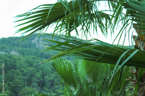 Fototapeta Naklejka Na Ścianę i Meble -  tropical palm background