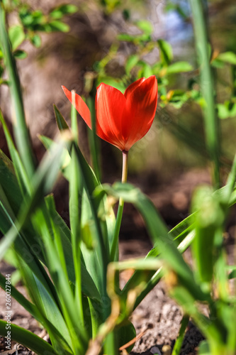 red dwarf tulips in april