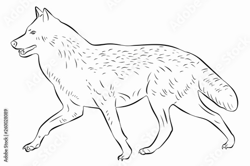 illustration of a wolf, vector draw