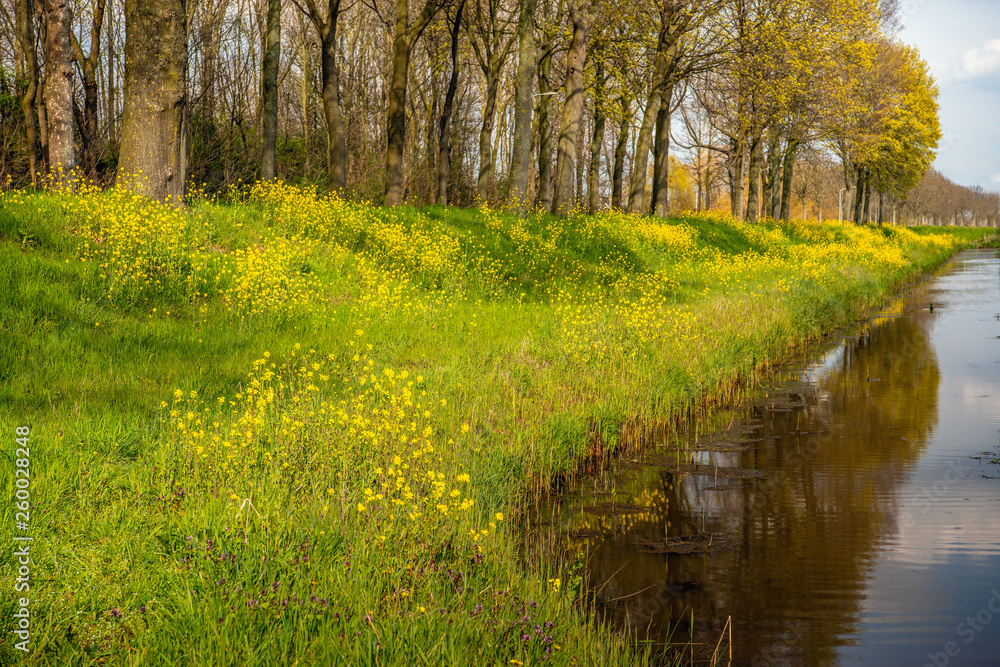 Φωτογραφία Yellow rapeseed and other wild plants flowering on the slope of an embankment