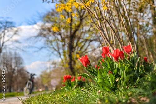 red dwarf tulips in april photo