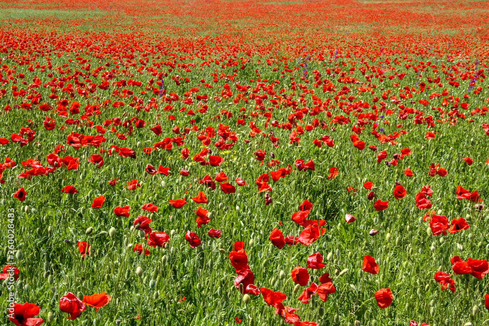 Red poppies in the sunny meadow vivid texture