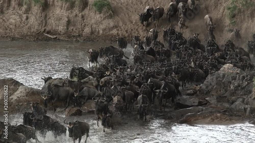 Blue Wildebeest (Connochaetes taurinus)  crossing the Mara river during their annual migration, with a startled Giraffe on bank,Serengeti N.P., Tanzania. photo