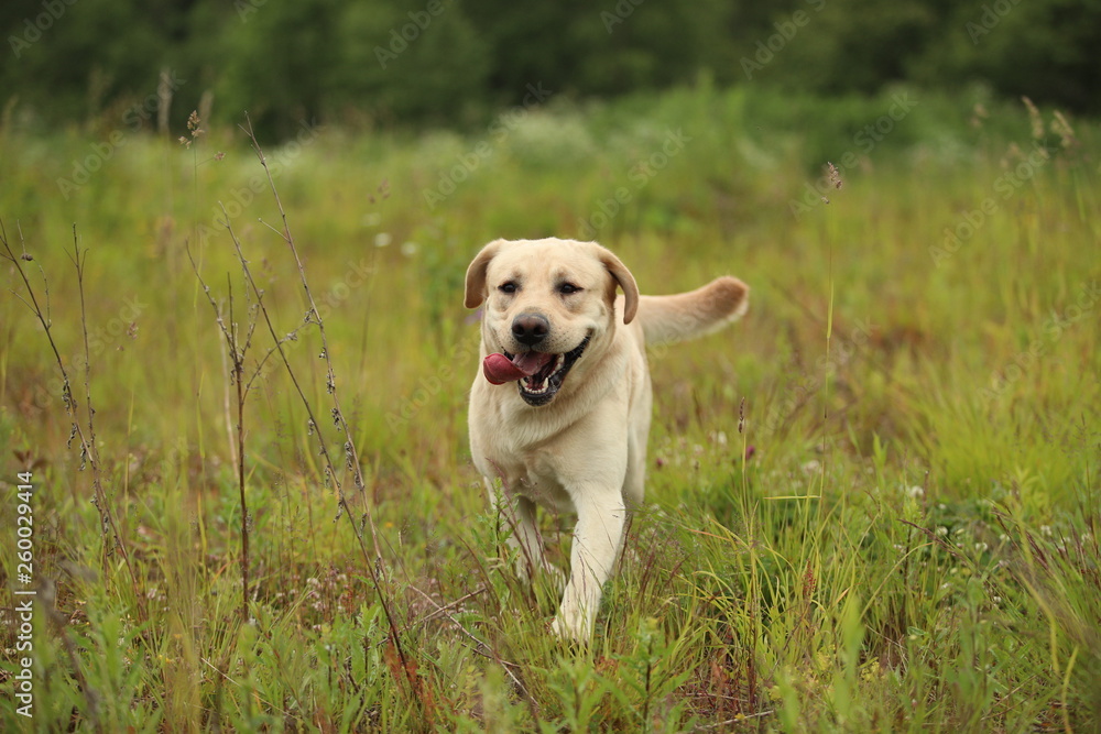 Golden Labrador walking in the spring park, natural light, in cloudy day Golden Labrador walking in the spring park, natural light, in cloudy day