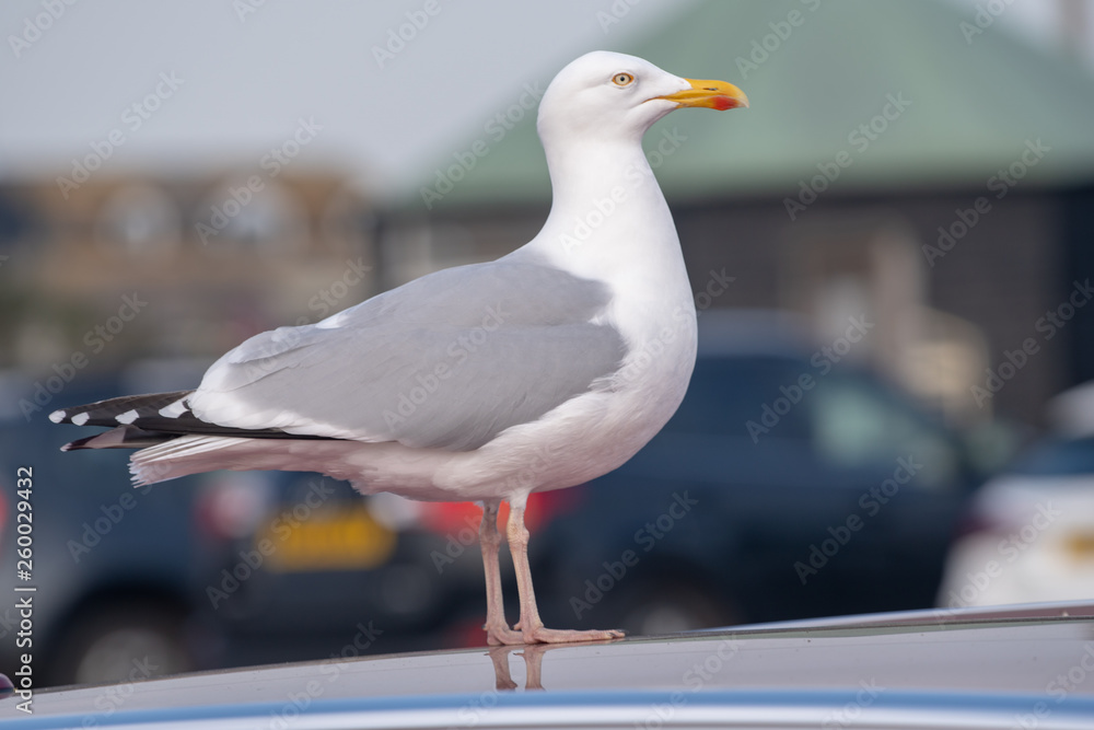 Herring Gull Herring Gull