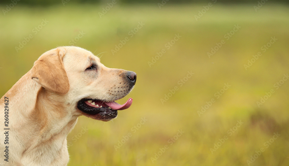 Golden Labrador walking in the spring park, natural light