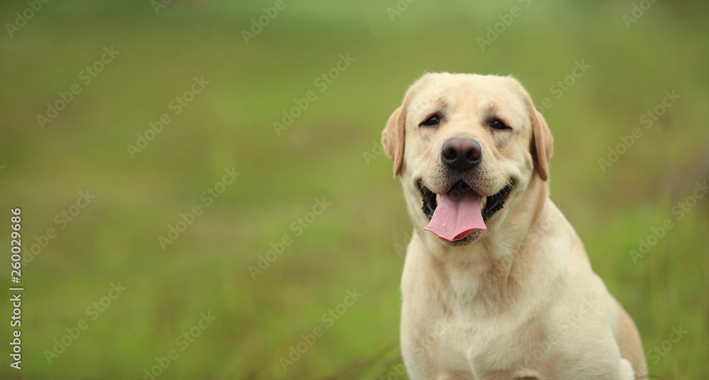 Golden Labrador walking in the spring park, natural light