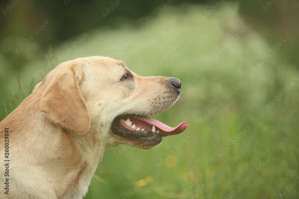 Golden Labrador walking in the spring park, natural light