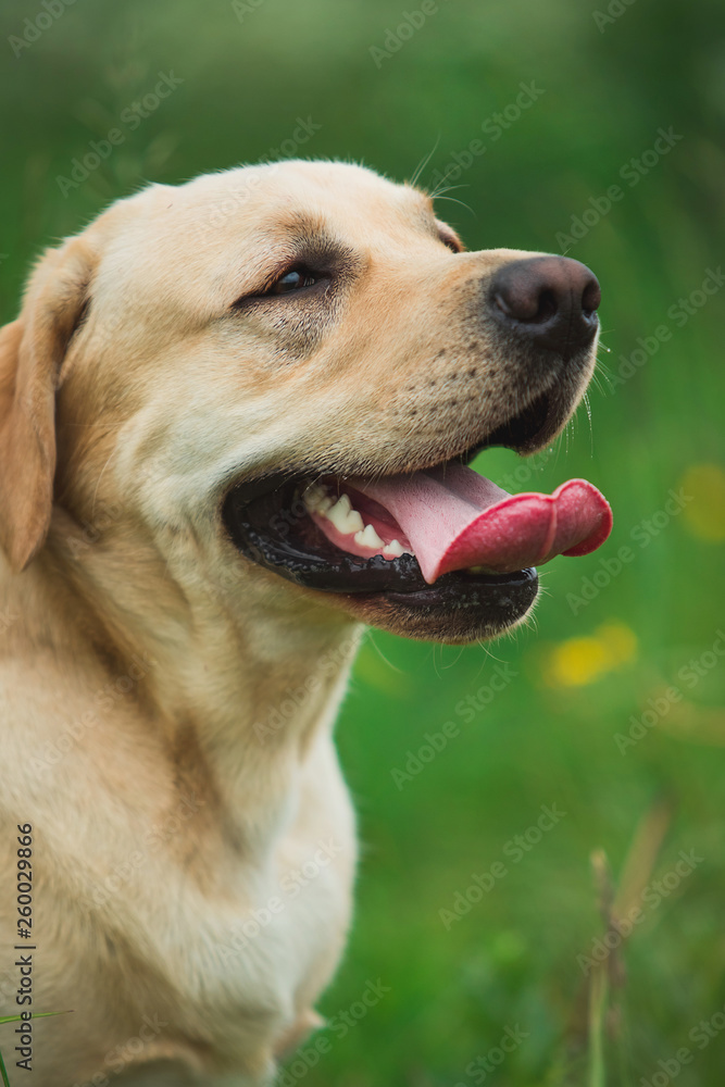 Golden Labrador walking in the spring park, natural light Golden Labrador walking in the spring park, natural light