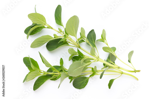 Herbal spice on a white background. Top view.