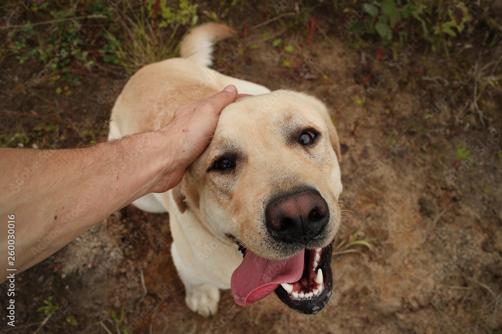 person hand holding a dog head. Green grass and yellow flowers background person hand holding a dog head. Green grass and yellow flowers background