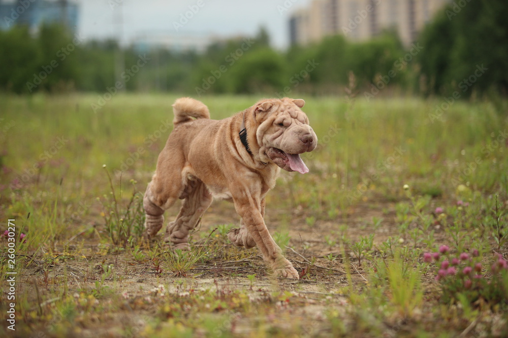 Side view at a Shar pei breed dog on a walk in a park Side view at a Shar pei breed dog on a walk in a park