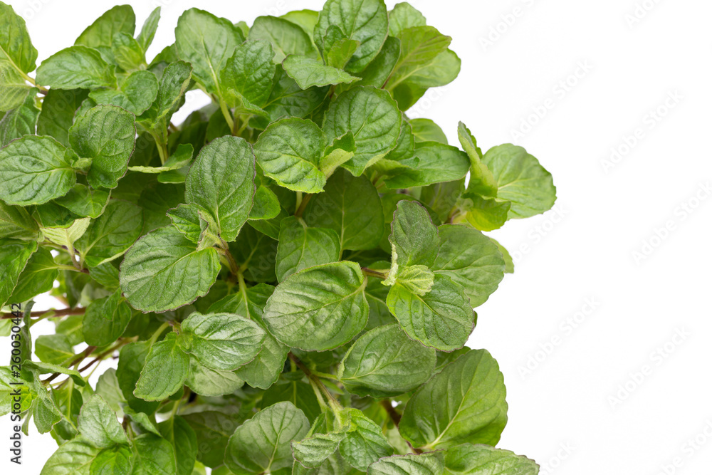 Fresh green spices isolated on white background, top view. Fresh green spices isolated on white background, top view.