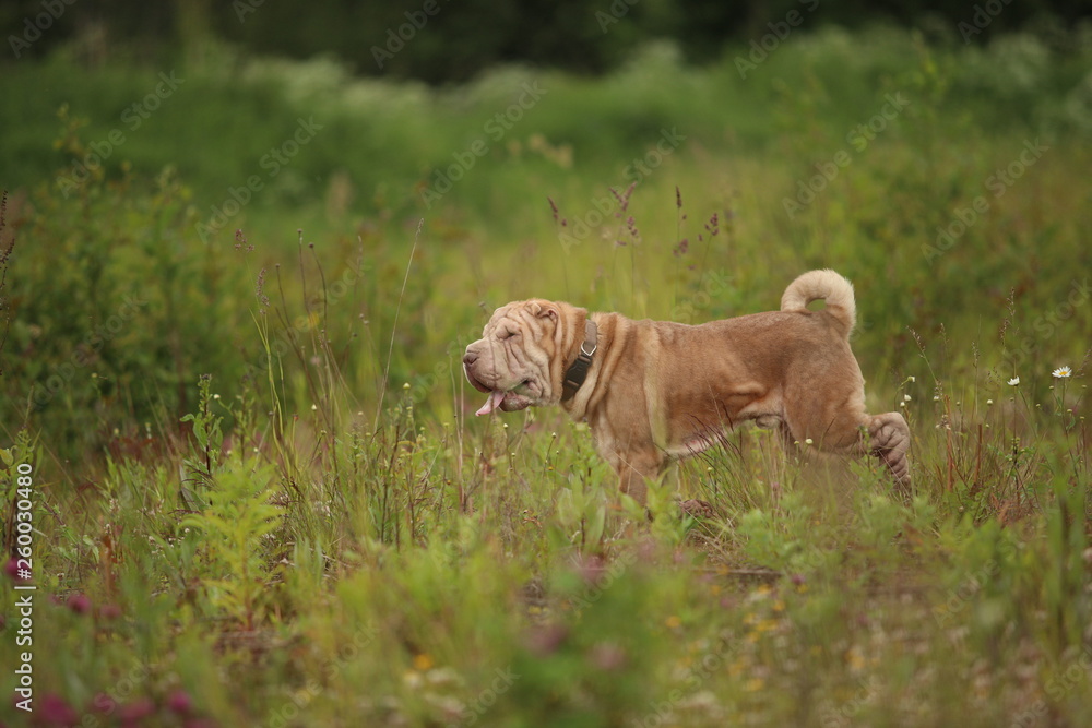 Side view at a Shar pei breed dog on a walk in a park Side view at a Shar pei breed dog on a walk in a park