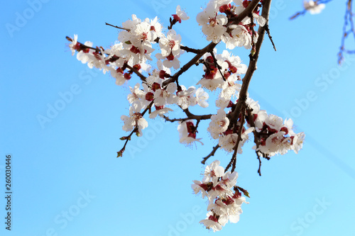 Early spring flowering apricot close up