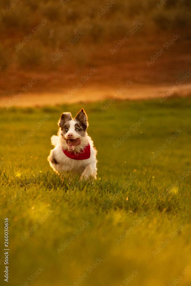dog running on the grass
