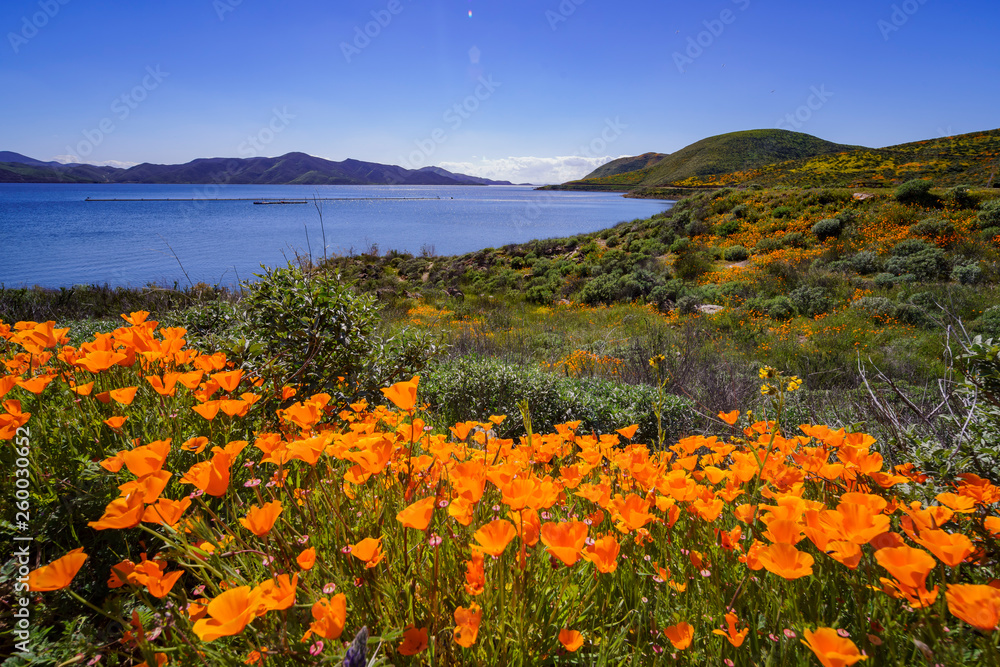 Lots of wild flower blossom at Diamond Valley Lake