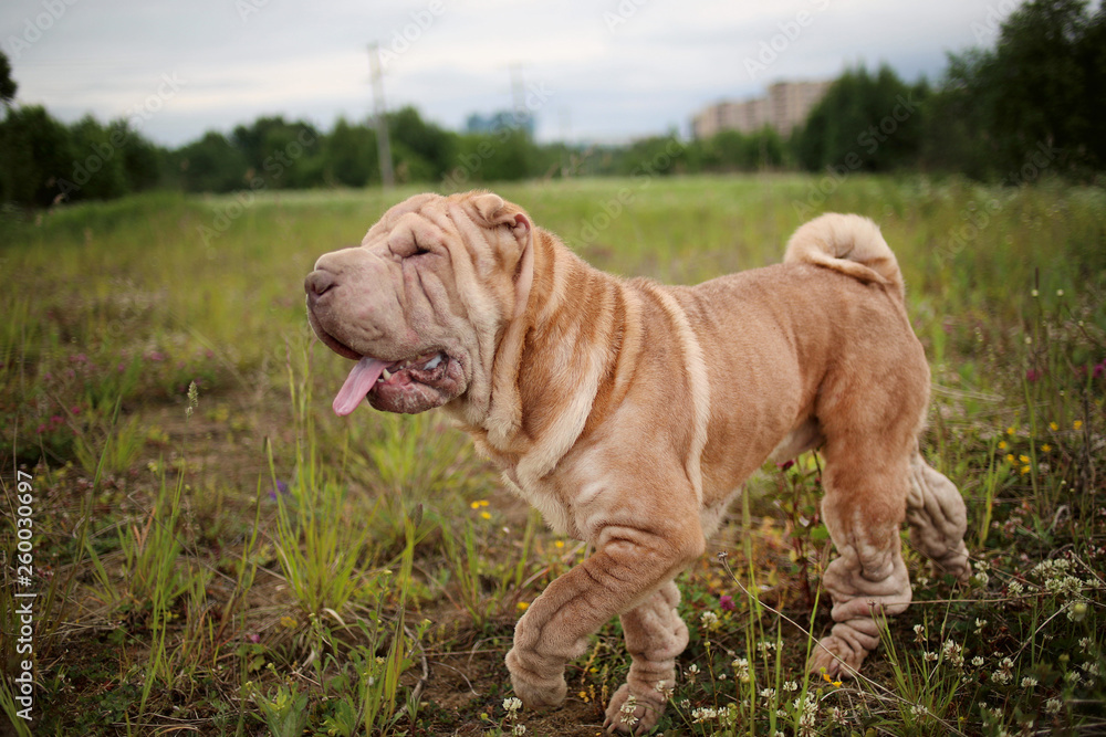 Side view at a Shar pei breed dog on a walk in a park Side view at a Shar pei breed dog on a walk in a park