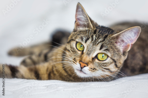 Tabby cat lies on knitted background