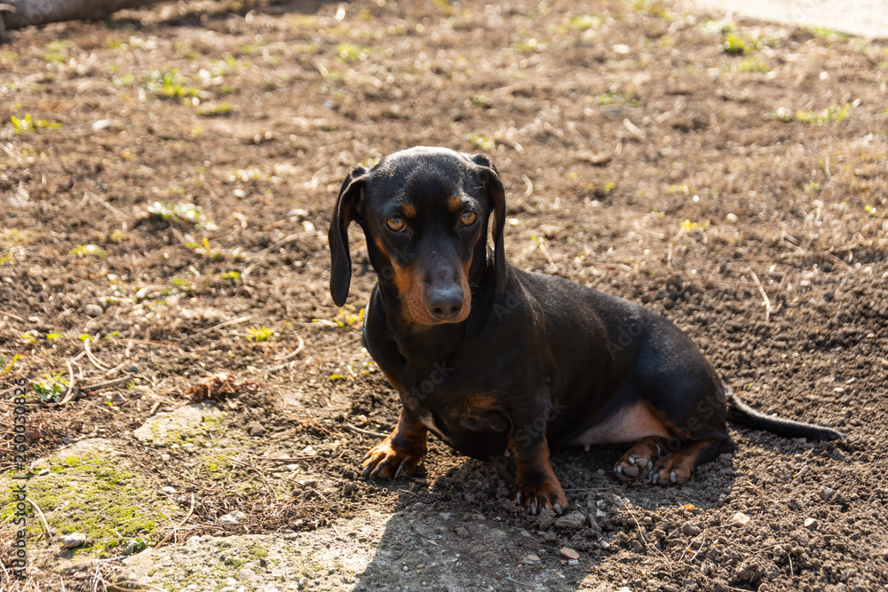 Female black dachshund dog sitting on the sunny day on the grass. Animal concept with dog sitting on the grass.