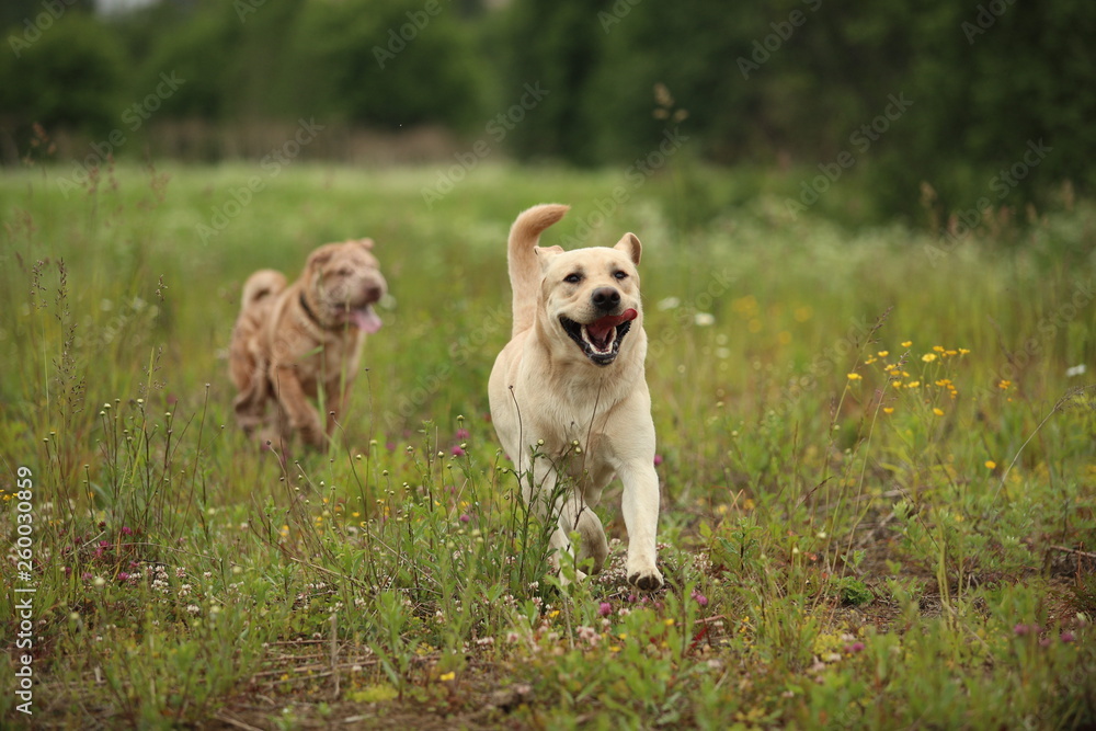 Two running dogs golden labrador and Shar pei in green meadow