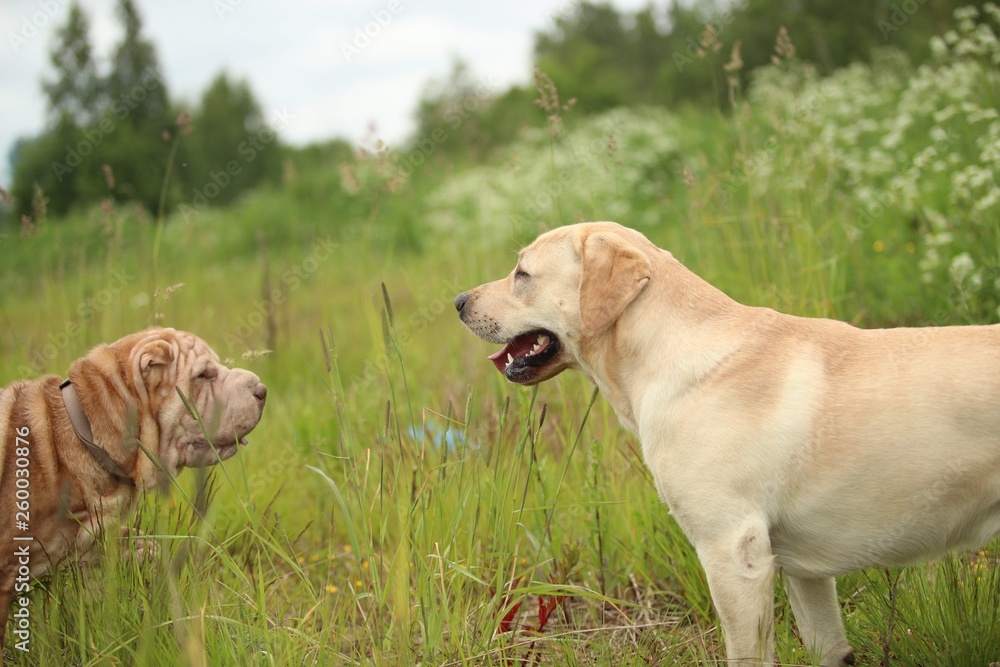 Two cute dogs, golden golden labrador and Shar pei , getting to know and greeting each other by sniffing