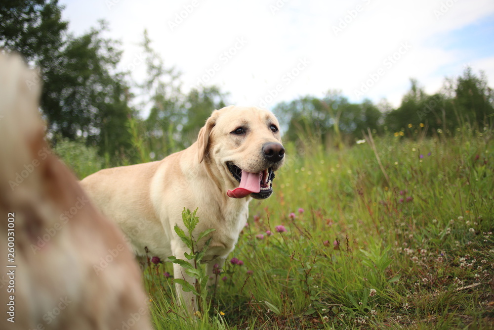 Golden Labrador walking in the spring park, natural light Golden Labrador walking in the spring park, natural light