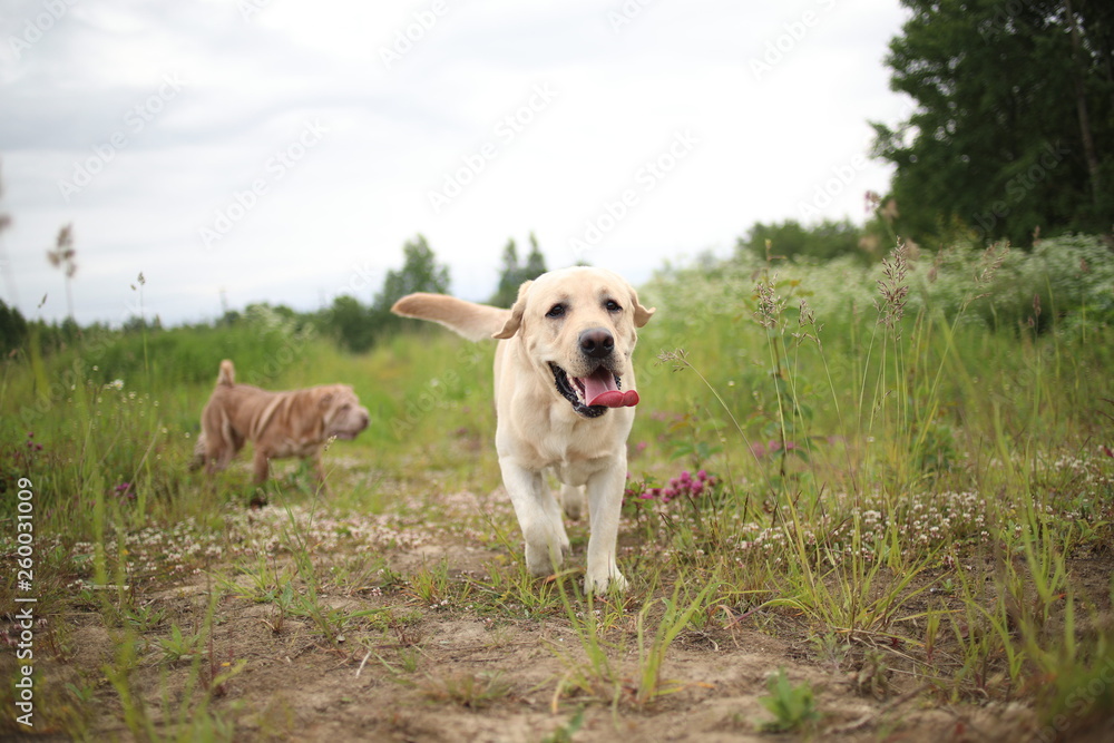 Golden Labrador walking in the spring park, natural light, in cloudy day