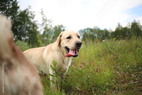 Golden Labrador walking in the spring park, natural light