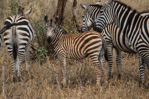 Zebra Tsavo West Kenya