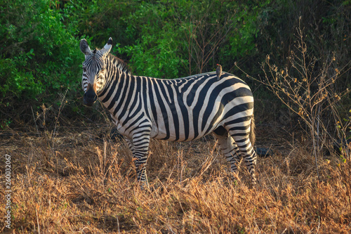Zebra Tsavo West Kenya