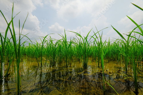 Rice fields  terraces  plantation  farm.