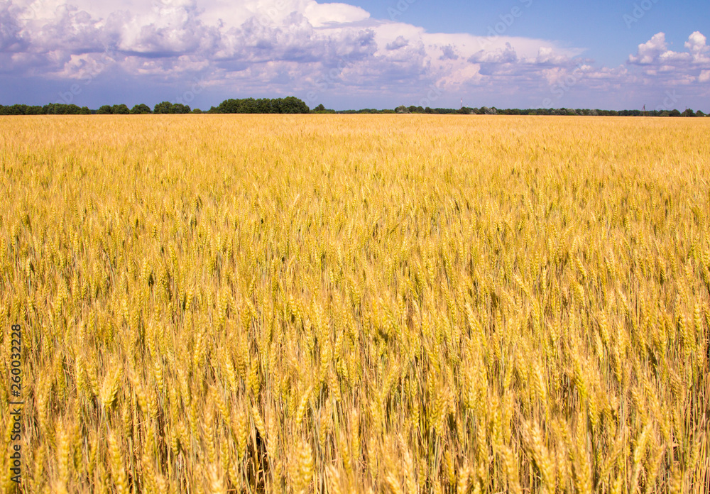 ears of wheat in the field