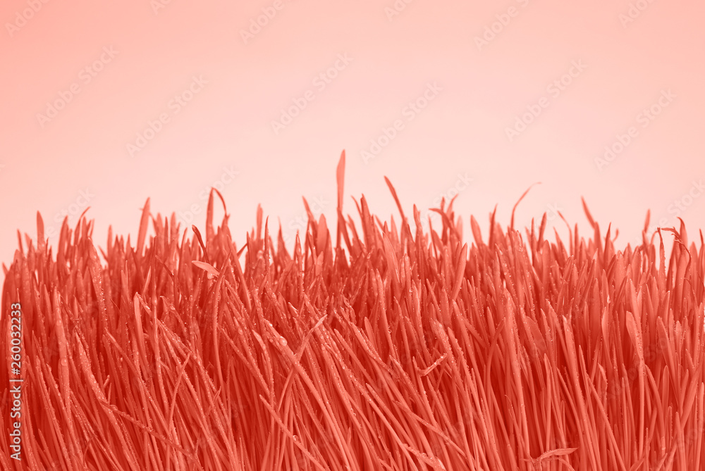 Obraz premium Coral pink toned fresh grass with dewdrops