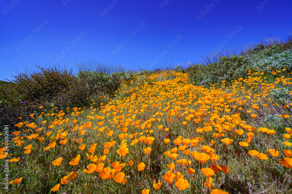 Obraz premium Lots of wild flower blossom at Diamond Valley Lake