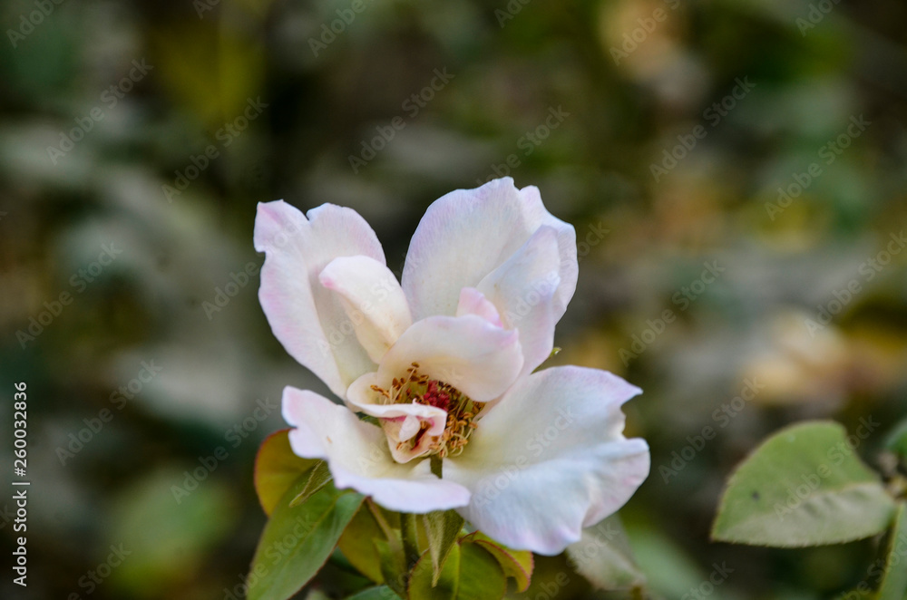 flower in the garden flower in the garden