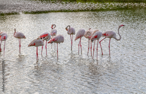 some flamingos in the camargue © PRILL Mediendesign