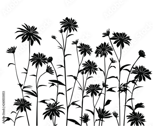 Set of silhouettes flowers daisie  chamomile   vector illustration   black colors  isolated on white background