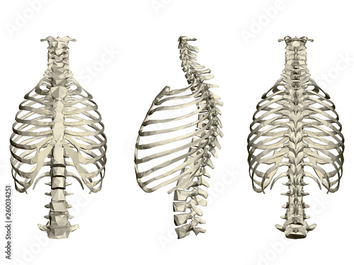 Set with human ribcage and spine. 3D. Front, side and rear view. Vector illustration
