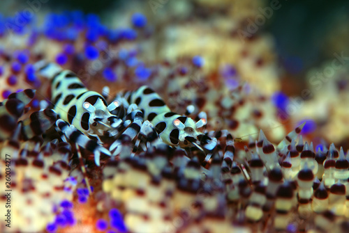 Incredible Underwater World - Coleman shrimp - Periclimenes colemani. Diving and underwater macro photography. Tulamben, Bali, Indonesia.