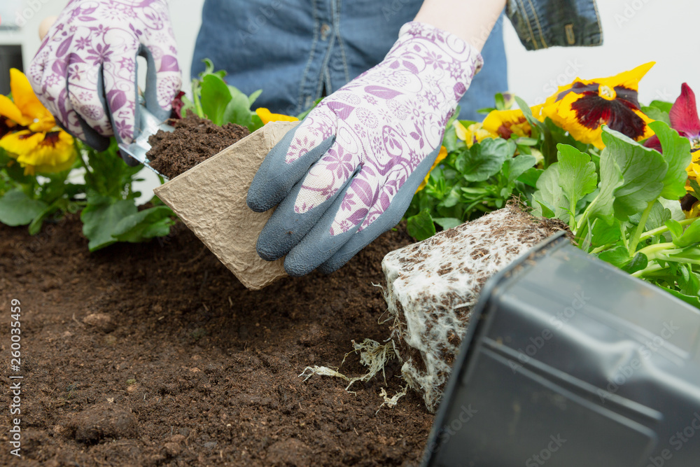 Naklejka premium Hands of gardener woman putting soil into a paper flower pot. Planting spring pansy flower. Gardening concept