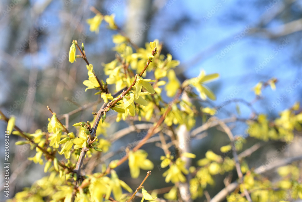 Forsythia shrub in blossom with tree braches in background Forsythia shrub in blossom with tree braches in background