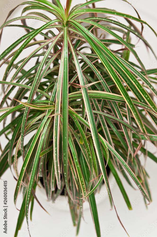 Pot plant in the shower for watering Pot plant in the shower for watering