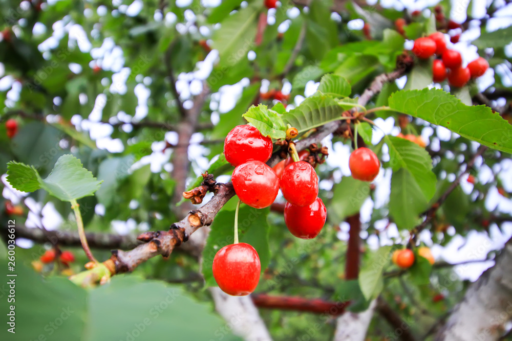 Prunus avium or sweet cherry ripe fruits on the branch